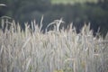 a wheat field in agriculture Royalty Free Stock Photo