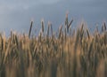 a wheat field in agriculture Royalty Free Stock Photo