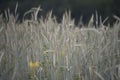 a wheat field in agriculture Royalty Free Stock Photo