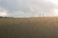 a wheat field in agriculture Royalty Free Stock Photo