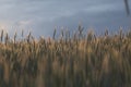 a wheat field in agriculture Royalty Free Stock Photo