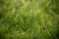 Wheat field agriculture nature meadow growing food Royalty Free Stock Photo