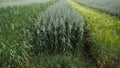 Wheat field agriculture nature meadow growing food Royalty Free Stock Photo