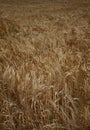 Wheat field agriculture nature meadow growing food Royalty Free Stock Photo