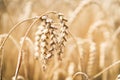 Wheat in the field. Agriculture. Summer landscape. Close-up