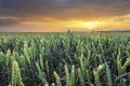 Wheat field - Agriculture