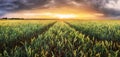 Wheat field - Agriculture Royalty Free Stock Photo