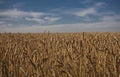 Wheat field in Alberta