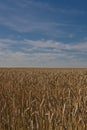 Wheat field in Alberta Royalty Free Stock Photo