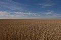 Wheat field in Alberta - Canada Royalty Free Stock Photo