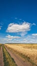 Wheat field in autumn  country road  beautiful white clouds in the blue sky on a clear day. Royalty Free Stock Photo