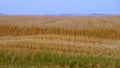 Wheat field autumn evening landscape horizon view. Scene of nature. Golden wheat straw and blue sky. Beautiful Royalty Free Stock Photo