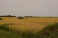 Golden wheat that is ripe