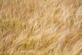 Wheat field background. Royalty Free Stock Photo