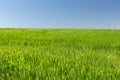 Wheat field on a background of the blue sky