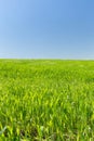 Wheat field on a background of the blue sky