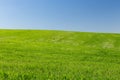 Wheat field on a background of the blue sky