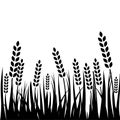 Wheat field background. Cereals icon set with rice, wheat, corn, oats, rye, barley isolated on white background Royalty Free Stock Photo