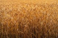 Wheat field background. Ears of golden rye. Meadow of agriculture harvest Royalty Free Stock Photo