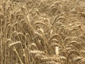 Wheat field background golden yellow natural seasonal agriculture concept