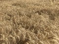 Wheat field background golden yellow natural seasonal agriculture concept