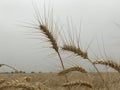 Wheat field background golden yellow natural seasonal agriculture concept