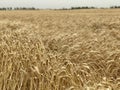 Wheat field background golden yellow natural seasonal agriculture concept