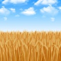 Wheat Field Background vector design illustration Royalty Free Stock Photo