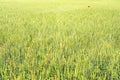 Wheat Field Background