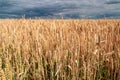 Wheat field. Background of ripening ears of wheat Royalty Free Stock Photo