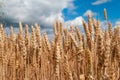 Wheat field. Background of ripening ears of wheat Royalty Free Stock Photo