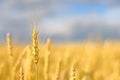 Wheat field. Background of ripening ears of meadow wheat field. The concept of a rich harvest. Royalty Free Stock Photo
