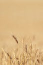 Wheat field. Background of ripening ears of meadow wheat field. With copy space Royalty Free Stock Photo