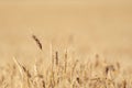 Wheat field. Background of ripening ears of meadow wheat field. With copy space Royalty Free Stock Photo