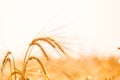 Wheat field. Background of ripening ears of meadow wheat field. Royalty Free Stock Photo