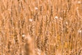 Wheat field. Background of ripening ears of meadow wheat field. Warm mood. Agriculture, Rich harvest Concept. Space for Text Royalty Free Stock Photo