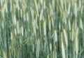 Wheat field background Royalty Free Stock Photo