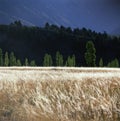 wheat field backlight with mountain background bariloche Royalty Free Stock Photo