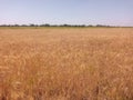 Wheat field in badin city pakistan, agricultural field