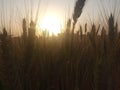 Wheat field and baisakhi season