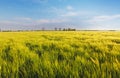 Wheat field - barley Royalty Free Stock Photo