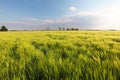 Wheat field - barley Royalty Free Stock Photo