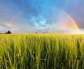 Wheat field - barley, Rainbow Royalty Free Stock Photo