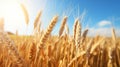 Ripe Wheat Field: Realistic Blue Skies And Golden Sunshine Royalty Free Stock Photo