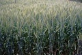 Wheat field