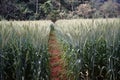 Wheat field