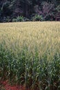 Wheat field