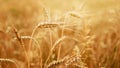 Wheat field. Beautiful backdrop of ripening ears of golden field. Nature background and blurred bokeh. Agriculture scene of Royalty Free Stock Photo