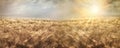 Wheat field, beautiful golden wheat field and sunset sky, agricultural field at dusk Royalty Free Stock Photo