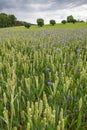 Wheat field with blooming cornflowers Royalty Free Stock Photo